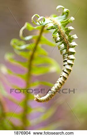 Picture - oregon, united states of america; a growing fern branch on mount hood in the oregon cascades. Fotosearch