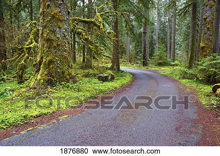 oregon, united states of america; a road going through mount hood national forest View Large Photo Image Stock Image - oregon, united states of america; a road going through mount hood national forest. Fotosearch