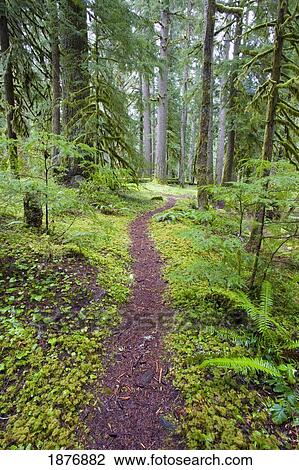 Stock Image - oregon, united states of america; a trail going through mount hood national forest. Fotosearch