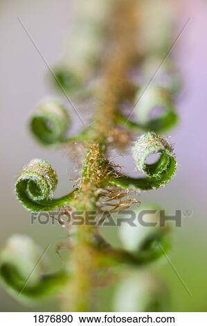 Stock Image - oregon, united states of america; a fern beginning to grow on mount hood in the oregon cascades. Fotosearch