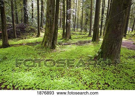 Stock Image - oregon, united states of america; a trail through the forest in mount hood national forest. Fotosearch