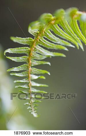 Stock Image - oregon, united states of america; a fern branch on mount hood in the oregon cascades. Fotosearch