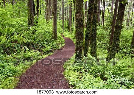 oregon, united states of america; a trail in columbia river gorge national scenic area View Large Photo Image Stock Image - oregon, united states of america; a trail in columbia river gorge national scenic area. Fotosearch