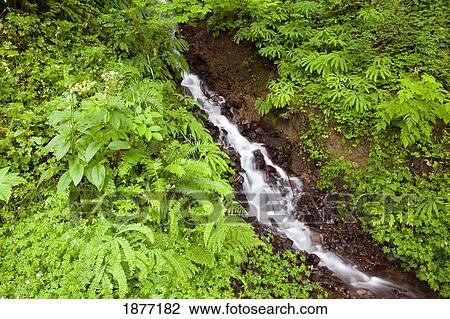 oregon, united states of america; a small creek in columbia river gorge national scenic area View Large Photo Image Stock Image - oregon, united states of america; a small creek in columbia river gorge national scenic area. Fotosearch