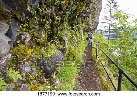 oregon, united states of america; a hiker on a trail to mccord creek falls in columbia river gorge national scenic area View Large Photo Image Stock Image - oregon, united states of america; a hiker on a trail to mccord creek falls in columbia river gorge national scenic area. Fotosearch
