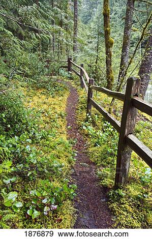 oregon, united states of america; a trail and fence going through mount hood national forest View Large Photo Image Stock Photo - oregon, united states of america; a trail and fence going through mount hood national forest. Fotosearch