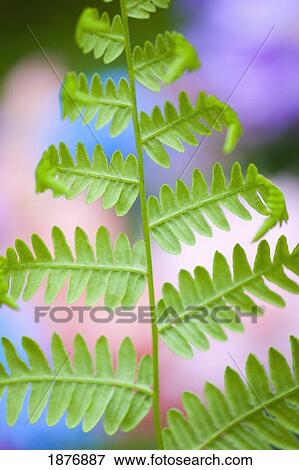 Stock Photo - oregon, united states of america; a fern branch on mount hood in the oregon cascades. Fotosearch