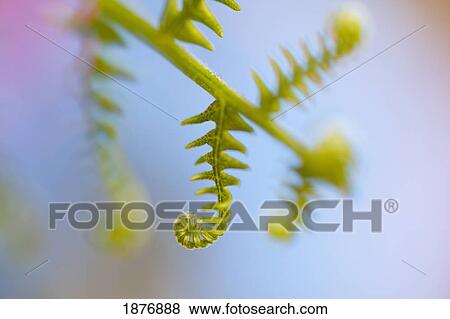 oregon, united states of america; a fern beginning to grow on mount hood in the oregon cascades View Large Photo Image Stock Photo - oregon, united states of america; a fern beginning to grow on mount hood in the oregon cascades. Fotosearch