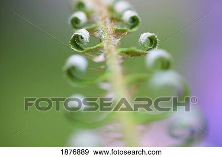 Stock Photo - oregon, united states of america; a fern beginning to grow on mount hood in the oregon cascades. Fotosearch