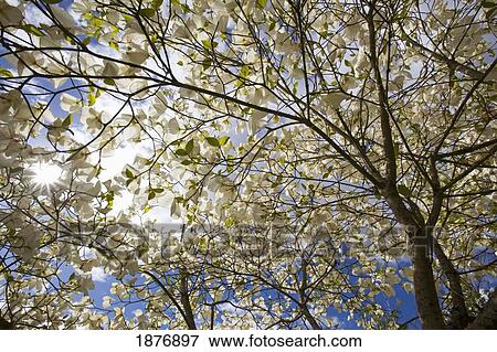 oregon, united states of america; a tree with blossoms in happy valley park View Large Photo Image Stock Photo - oregon, united states of america; a tree with blossoms in happy valley park. Fotosearch