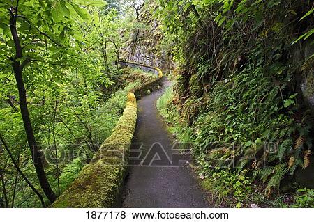 oregon, united states of america; a trail in sheppard's del in columbia river gorge national scenic area View Large Photo Image Stock Photo - oregon, united states of america; a trail in sheppard's del in columbia river gorge national scenic area. Fotosearch
