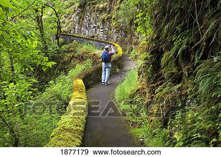 Stock Photo - oregon, united states of america; a hiker taking a picture on a trail in sheppard's del in columbia river gorge national scenic area. Fotosearch