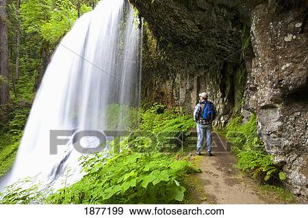 oregon, united states of america; a hiker at north middle falls in silver falls state park View Large Photo Image Stock Photo - oregon, united states of america; a hiker at north middle falls in silver falls state park. Fotosearch