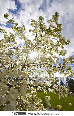 Stock Photograph - oregon, united states of america; a tree with blossoms in happy valley park. Fotosearch