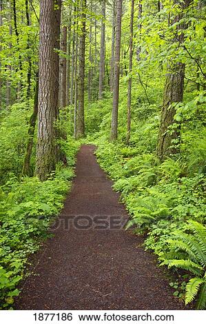 oregon, united states of america; a trail in columbia river gorge national scenic area View Large Photo Image Stock Photograph - oregon, united states of america; a trail in columbia river gorge national scenic area. Fotosearch