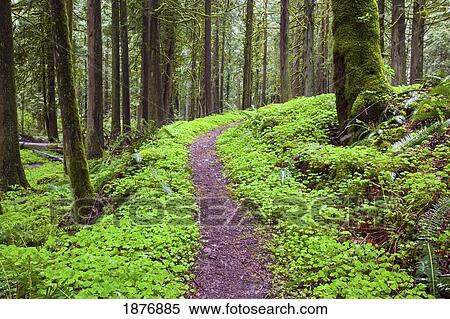 Stock Photography - oregon, united states of america; a trail going through mount hood national forest. Fotosearch