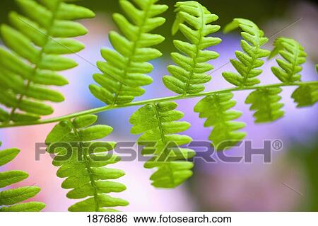 oregon, united states of america; ferns found on mount hood in the oregon cascades View Large Photo Image Stock Photograph - oregon, united states of america; ferns found on mount hood in the oregon cascades. Fotosearch