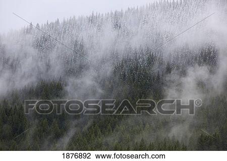 Stock Image - oregon, united states of america; low clouds over the forest in mount hood national forest. Fotosearch