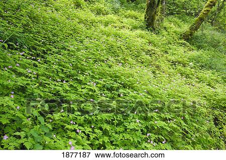 oregon, united states of america; lush green foliage along a trail in columbia river gorge national scenic area View Large Photo Image Stock Photo - oregon, united states of america; lush green foliage along a trail in columbia river gorge national scenic area. Fotosearch