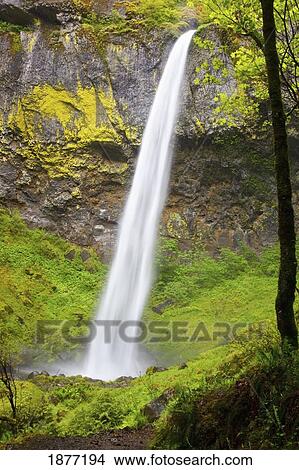 Picture - oregon, united states of america; elowah falls in columbia river gorge national scenic area. Fotosearch