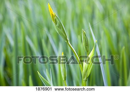 oregon, united states of america; reeds in crystal springs rhododendron garden View Large Photo Image Stock Image - oregon, united states of america; reeds in crystal springs rhododendron garden. Fotosearch