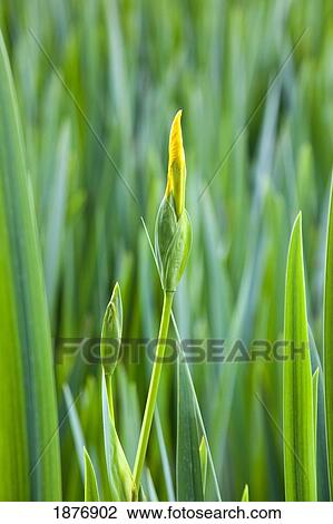 Stock Image - oregon, united states of america; reeds in crystal springs rhododendron garden. Fotosearch