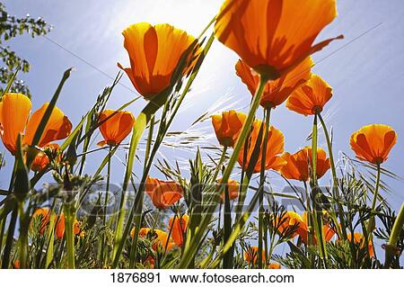 oregon, united states of america; poppies growing in willamette valley View Large Photo Image Stock Image - oregon, united states of america; poppies growing in willamette valley. Fotosearch