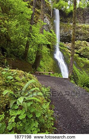 Stock Photo - oregon, united states of america; winter falls in silver falls state park. Fotosearch