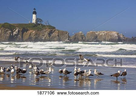 oregon, united states of america; seagulls on the beach and yaquina head lighthouse on the oregon coast View Large Photo Image Stock Photograph - oregon, united states of america; seagulls on the beach and yaquina head lighthouse on the oregon coast. Fotosearch