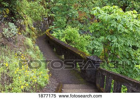 oregon, united states of america; sheppard's del falls in columbia river gorge national scenic area View Large Photo Image Stock Photography - oregon, united states of america; sheppard's del falls in columbia river gorge national scenic area. Fotosearch