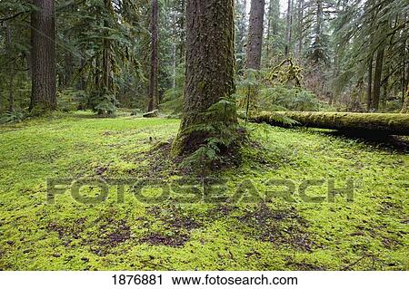 Stock Image - oregon, united states of america; the forest floor in mount hood national forest. Fotosearch