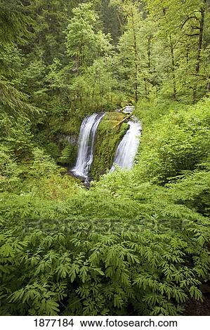 oregon, united states of america; upper mccord creek falls in columbia river gorge national scenic area View Large Photo Image Picture - oregon, united states of america; upper mccord creek falls in columbia river gorge national scenic area. Fotosearch