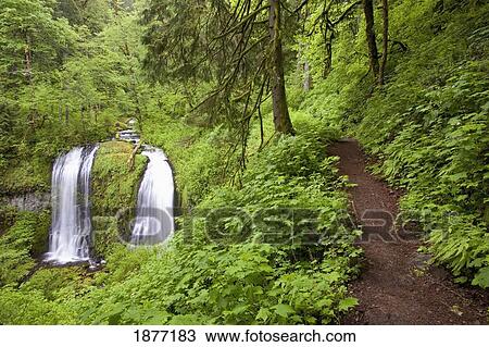 Stock Image - oregon, united states of america; upper mccord creek falls and a trail in columbia river gorge national scenic area. Fotosearch