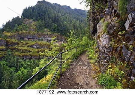 oregon, united states of america; view from the trail to mccord creek falls in columbia river gorge national scenic area View Large Photo Image Stock Image - oregon, united states of america; view from the trail to mccord creek falls in columbia river gorge national scenic area. Fotosearch