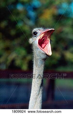 Picture - Ostrich With Open Mouth. Fotosearch