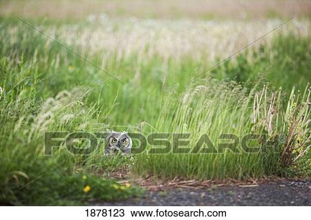 owl in the grass; thunder bay, ontario, canada View Large Photo Image Stock Image - owl in the grass; thunder bay, ontario, canada. Fotosearch