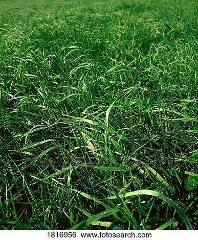 Stock Photograph - Pastoral, Grass. Fotosearch