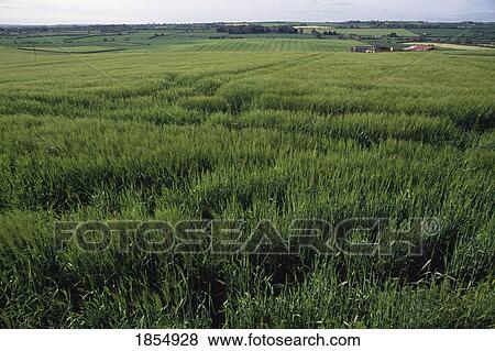 Stock Photo - Pastoral,. Fotosearch