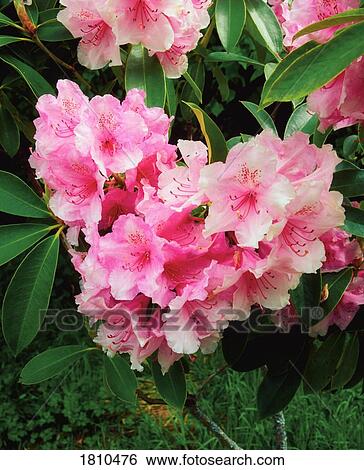 Stock Photograph - Pink Rhododendron Heart. Fotosearch