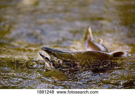 pink salmon struggling to return to their spawning stream to lay their eggs; british columbia, canada View Large Photo Image Stock Photo - pink salmon struggling to return to their spawning stream to lay their eggs; british columbia, canada. Fotosearch