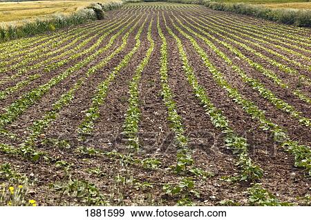 planted field of vegetables; moguer, huelva, spain View Large Photo Image Stock Photo - planted field of vegetables; moguer, huelva, spain. Fotosearch
