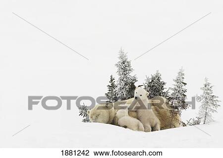 Stock Image - polar bear (ursus maritimus) mother and her cubs playing in the snow in wapusk national park; churchill, manitoba, canada. Fotosearch