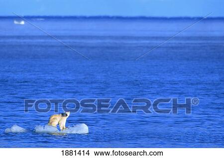 Picture - polar bear (ursus maritimus) standing on a piece of floating ice; coburg island, nunavut, canada. Fotosearch