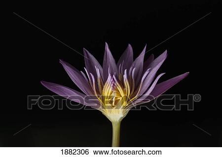 purple lotus with missing petals View Large Photo Image Stock Photograph - purple lotus with missing petals. Fotosearch
