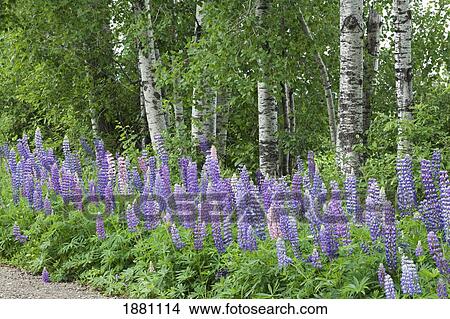 purple lupines on the side of a trail; thunder bay, ontario, canada View Large Photo Image Picture - purple lupines on the side of a trail; thunder bay, ontario, canada. Fotosearch