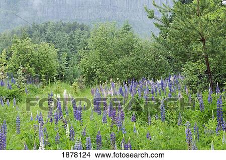 Picture - purple lupines; thunder bay, ontario, canada. Fotosearch