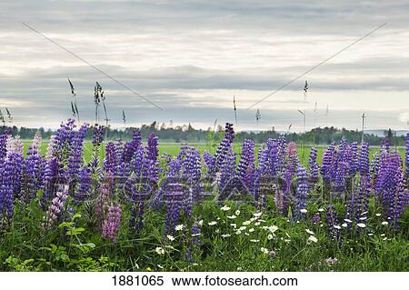 purple lupines; thunder bay, ontario, canada View Large Photo Image Stock Photography - purple lupines; thunder bay, ontario, canada. Fotosearch