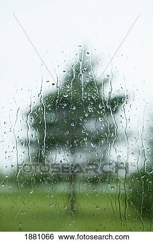 raindrops on the window with a tree outside; thunder bay, ontario, canada View Large Photo Image Stock Photograph - raindrops on the window with a tree outside; thunder bay, ontario, canada. Fotosearch