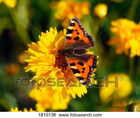 Red Admiral Butterfly On Tickseed, Co Meath, Ireland View Large Photo Image Stock Photograph - Red Admiral Butterfly On Tickseed, Co Meath, Ireland. Fotosearch