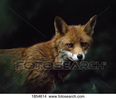 Red Fox; Ireland View Large Photo Image Picture - Red Fox; Ireland. Fotosearch